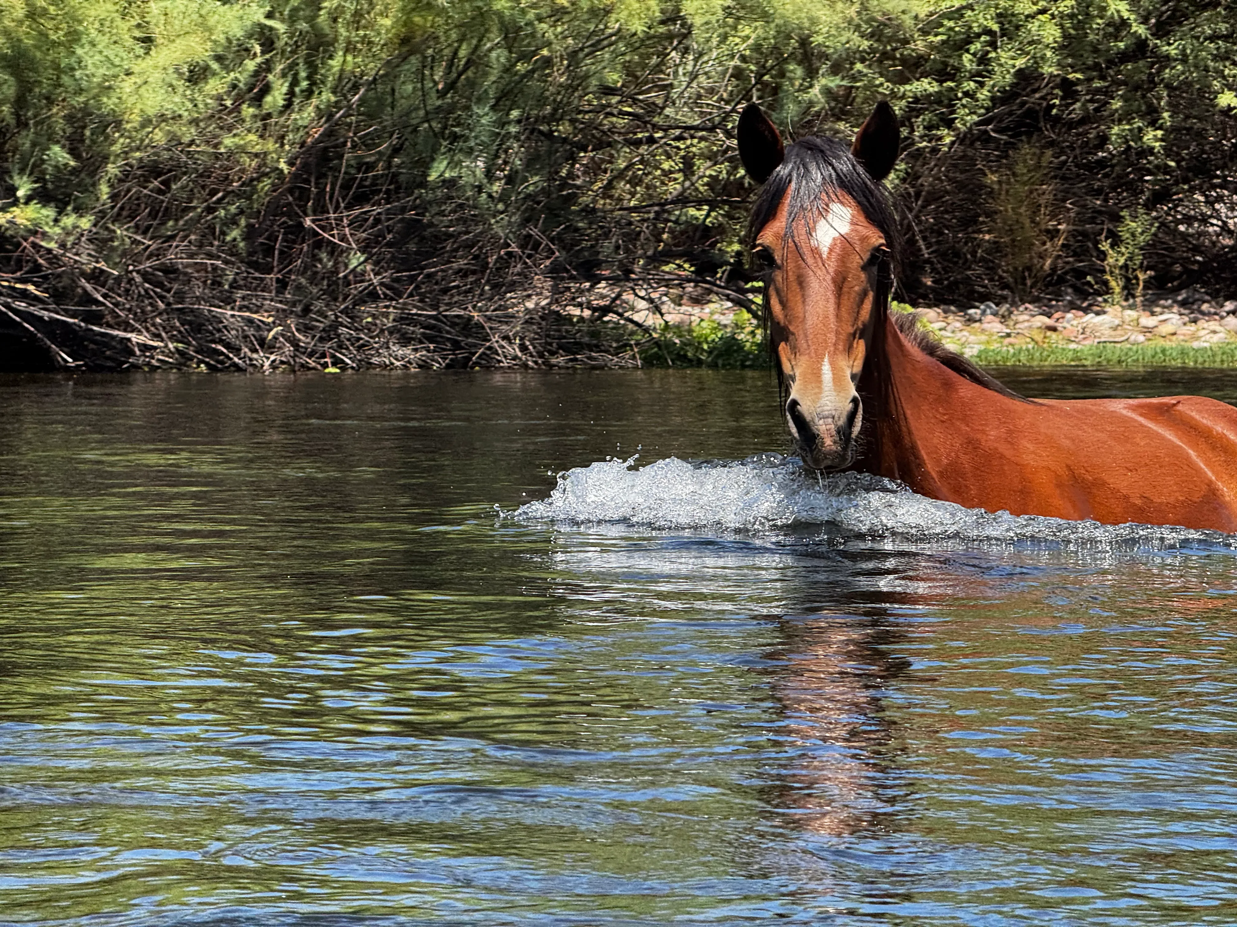 Pretty River Horse