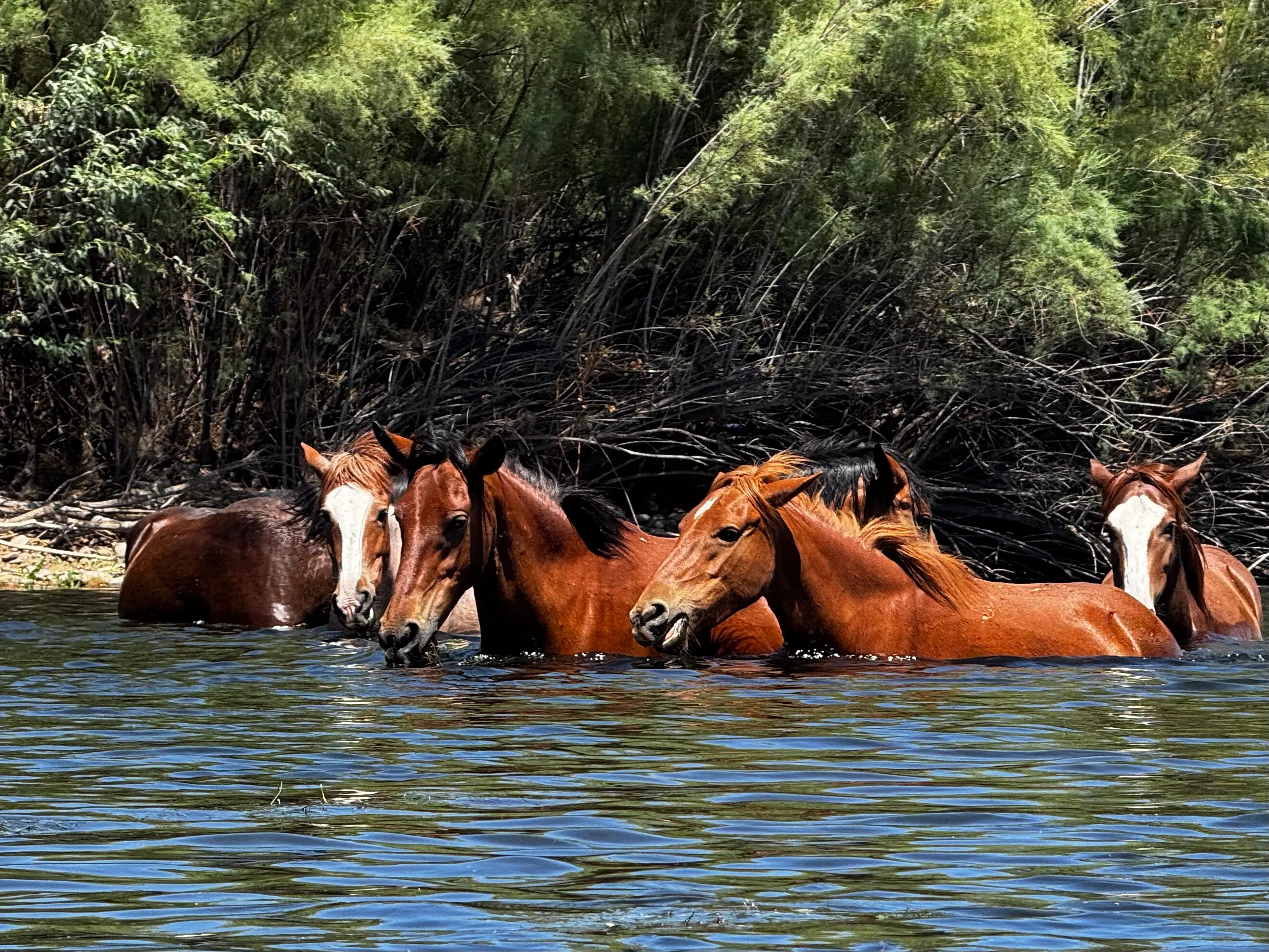 Pretty River Horses
