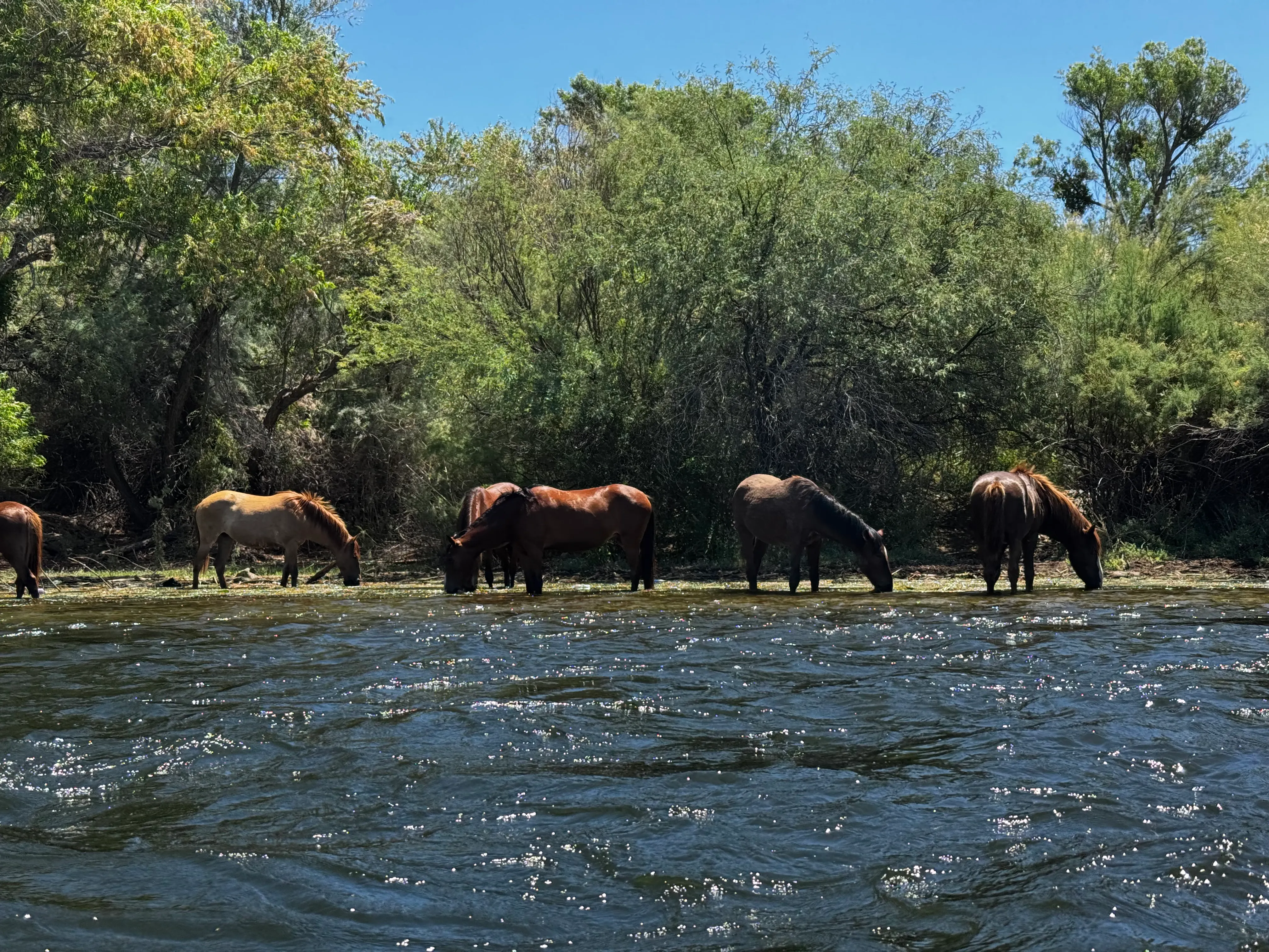 Horses at Salt River